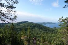 Koli