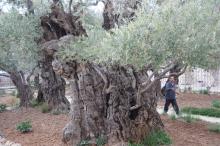 Getsemane, vanha öljypuu